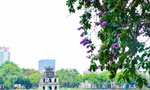 Hoa bằng lăng nhuộm tím phố phường Hà Nội