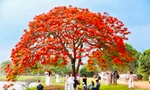 Cây phượng nở rực rỡ ở ngoại thành Hà Nội hút giới trẻ đến cắm trại 'trốn nóng' 