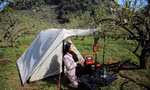 Rừng hoa mận nở trắng trời Mộc Châu thu hút giới trẻ lên cao nguyên cắm trại