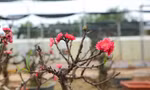 Cận cảnh đào tiến Vua 'ngủ' phòng điều hòa chờ đón Tết