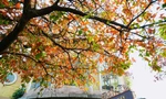 Hà Nội đẹp dịu dàng mùa cây thay lá