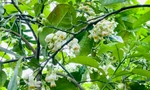 Hoa bưởi Diễn ngát hương và khoe sắc nở trắng xoá một góc trời Thủ đô