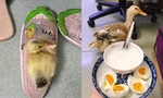 Mua vịt về chăm như thú cưng, cô gái hào hứng khoe mùa dịch không lo thiếu trứng để ăn