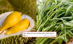Gen Z vừa học tiếng Anh vừa tấu hài: Nghe dịch "sầu riêng", "rau muống" mà "tức lồng ngực"