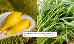 Gen Z vừa học tiếng Anh vừa tấu hài: Nghe dịch "sầu riêng", "rau muống" mà "tức lồng ngực"