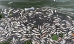 Lại xuất hiện tình trạng cá chết ở hồ Tây