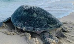 Rùa biển bò lên đảo Hòn Cau (Lâm Đồng) đẻ trứng