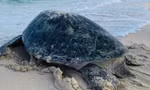 Rùa biển bò lên đảo Hòn Cau (Lâm Đồng) đẻ trứng