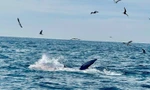 Du khách bất ngờ bắt gặp cá voi săn mồi trên biển Vĩnh Hy