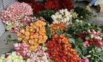 Giá hoa Đà Lạt tăng cao trước lễ 20/10
