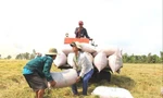 Theo các doanh nghiệp, giá gạo thời gian tới có thể tiếp tục tăng