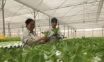 Trồng rau sạch tại một doanh nghiệp nông nghiệp công nghệ cao