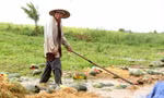 Ruộng dưa của ông Dũng bị ngập úng 