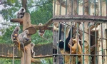 Ly kỳ chuyện cha mẹ khỉ xám đẻ con lông vàng, Thảo Cầm Viên vào cuộc minh oan