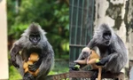 Khỉ con ở Thảo Cầm Viên đã thay lông xám, "drama tình ái" đến đây kết thúc