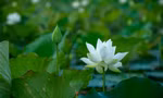 Sen trắng xứ Huế Ảnh: Văn Đình Huy