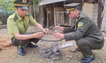 Phát hiện trăn gấm dài gần 2 mét bò vào vườn nhà