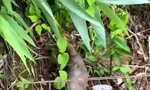 Thả động vật hoang dã quý hiếm vào Vườn Quốc gia Bạch Mã