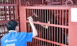 Cứu hộ ba cá thể gấu ngựa tại Hà Nội đưa về Huế chăm sóc