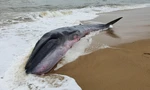 Cá voi có trọng lượng khoảng 3 tấn dạt vào vùng bờ biển TT-Huế
