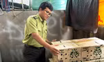 Gần 1.000 cá thể chim hoang dã bị giấu trong nhà vệ sinh bến xe tại Huế