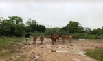 Chủ quán bê thui lùa trộm đàn bò 12 con của người dân trong đêm