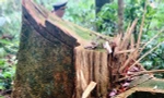 Cây rừng tự nhiên tại vùng giáp ranh A Lưới bị lâm tặc tàn phá. Ảnh: VOV