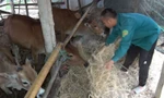 Cảnh báo không khí lạnh gây rét đậm, rét hại, mưa rất to tại TT-Huế