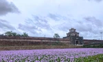 Một Kinh thành Huế lạ lẫm với sắc tím Lục Bình miên man