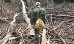 Khởi tố vụ chặt hạ trắng 18ha rừng ở Quảng Trị
