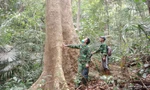 Bảo tồn loài gỗ trắc, giáng hương quý ở miền Tây Quảng Trị