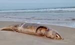 Xác cá voi 'khủng' trôi dạt vào vùng biển Quảng Trị