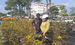 Hoa Tết ngập tràn, khách mua vắng ‘như chùa Bà Đanh’