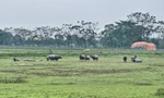 Người dân có đất nông nghiệp bị thu hồi sẽ được bồi thường bằng nhà ở