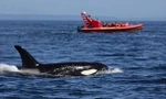 Cá voi tấn công và làm chìm thêm một du thuyền