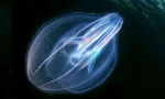Kỳ lạ loài sứa biển biết 'biến hình' sau khi bị thương