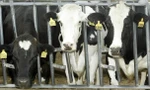 Lần đầu tiên phát hiện bò sữa mắc cúm gia cầm H5N1 