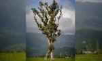 Độc đáo 'cây biết đi' ở New Zealand