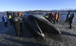 Xác cá voi khổng lồ trôi dạt vào bãi biển Alaska
