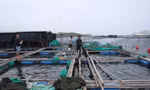 Dân nuôi tôm hùm điêu đứng vì 20 tỷ đồng 'không cánh mà bay'