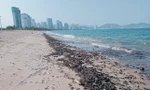 Chủ tịch Khánh Hòa chỉ đạo xử lý việc vón dầu, xả thải ở biển Nha Trang
