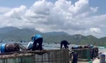 Chủ lồng bè nuôi tôm vẫn cho xả thải xuống biển ven vịnh Cam Ranh