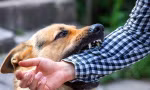 7 người dân ở Phú Yên nghi bị chó dại cắn