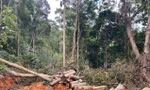 Lâm tặc ngang nhiên mở đường vào phá rừng ở Khánh Hòa