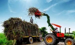 Đường mía 'rửa nguồn' vào Việt Nam né thuế