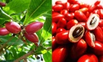 Quả thần kỳ - trái cây lạ khiến mọi thức ăn đều có vị ngọt, cần đặc biệt lưu ý khi ăn