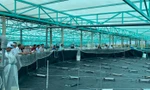 Nuôi tôm công nghệ cao ở Bà Rịa-Vũng Tàu năng suất tôm tăng 20 lần, nông dân lãi hàng tỷ đồng