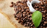 Giá cà phê tăng mạnh trước kỳ nghỉ Tết 