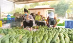 Xoài Việt Nam đang ‘làm mưa làm gió’ ở Trung Quốc