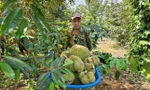 Sầu riêng Việt Nam đón tin vui 